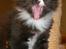 DK Nobel-dream´s A Jump ~F-Kuldet~ - Gaaaab..