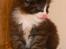 DK Nobel-dream´s A Jump ~F-Kuldet~ - Felicia <3
