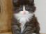 DK Nobel-dream´s A Jump ~F-Kuldet~ - Smukke Felicia d. 6-5-2012 <3