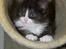 DK Nobel-dream´s A Jump ~F-Kuldet~ - Felicia 6 1/2 uge