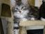 DK Nobel-dream´s A Jump ~F-Kuldet~ - Frigg