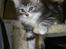 DK Nobel-dream´s A Jump ~F-Kuldet~ - Frigg