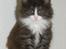 DK Nobel-dream´s A Jump ~F-Kuldet~ - Felicia 1 dag fra at blive 7 uger <3