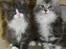 DK Nobel-dream´s A Jump ~F-Kuldet~ - Felicia & Frigg