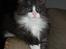 DK Nobel-dream´s A Jump ~F-Kuldet~ - Felicia
