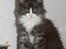 DK Nobel-dream´s A Jump ~F-Kuldet~ - Felicia 10 uger gammel <3