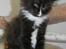 DK Nobel-dream´s A Jump ~F-Kuldet~ - Fiona 