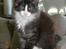 DK Nobel-dream´s A Jump ~F-Kuldet~ - Smukke Felicia 12 uger