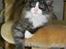 DK Nobel-dream´s A Jump ~F-Kuldet~ - Felicia