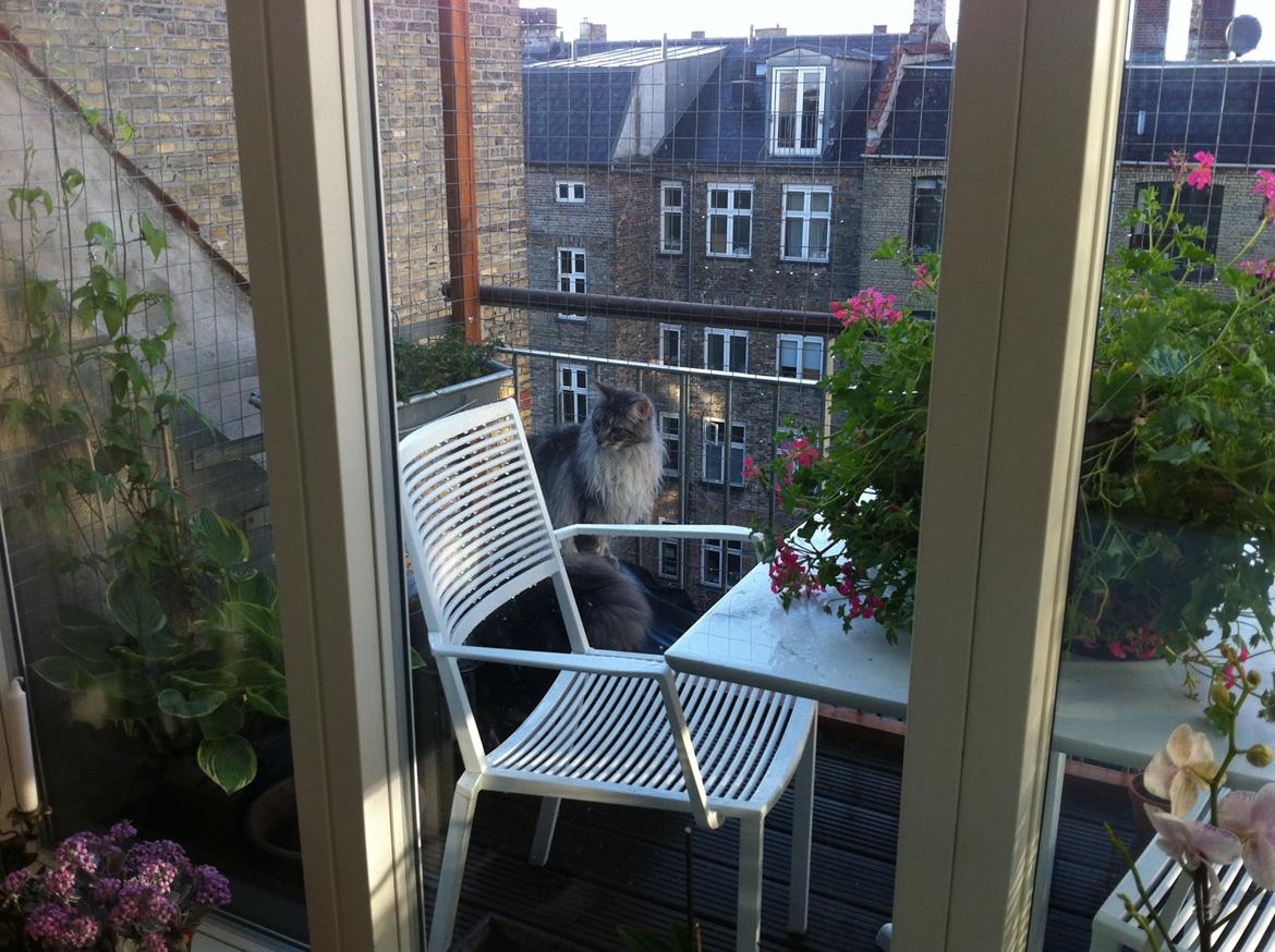 Indhegning af altan billede 4