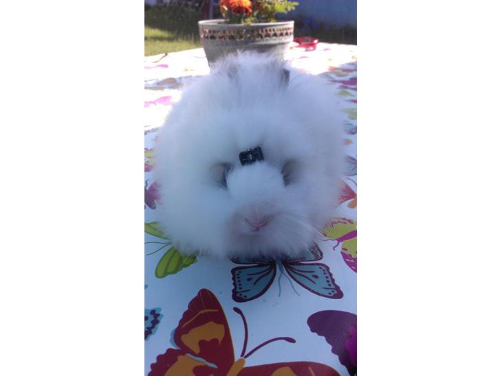 {{currentPhoto.altText}} billede {{currentPhoto.number}}