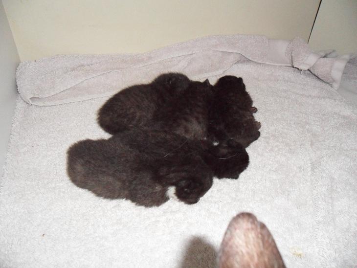 {{currentPhoto.altText}} billede {{currentPhoto.number}}