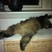 diverse af mine dejlige søde kælne nogle gange irriterende katte*GG