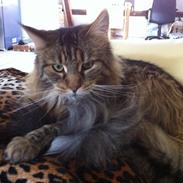 diverse af mine dejlige søde kælne nogle gange irriterende katte*GG