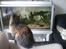 mine akvarier - Så er der misse-tv