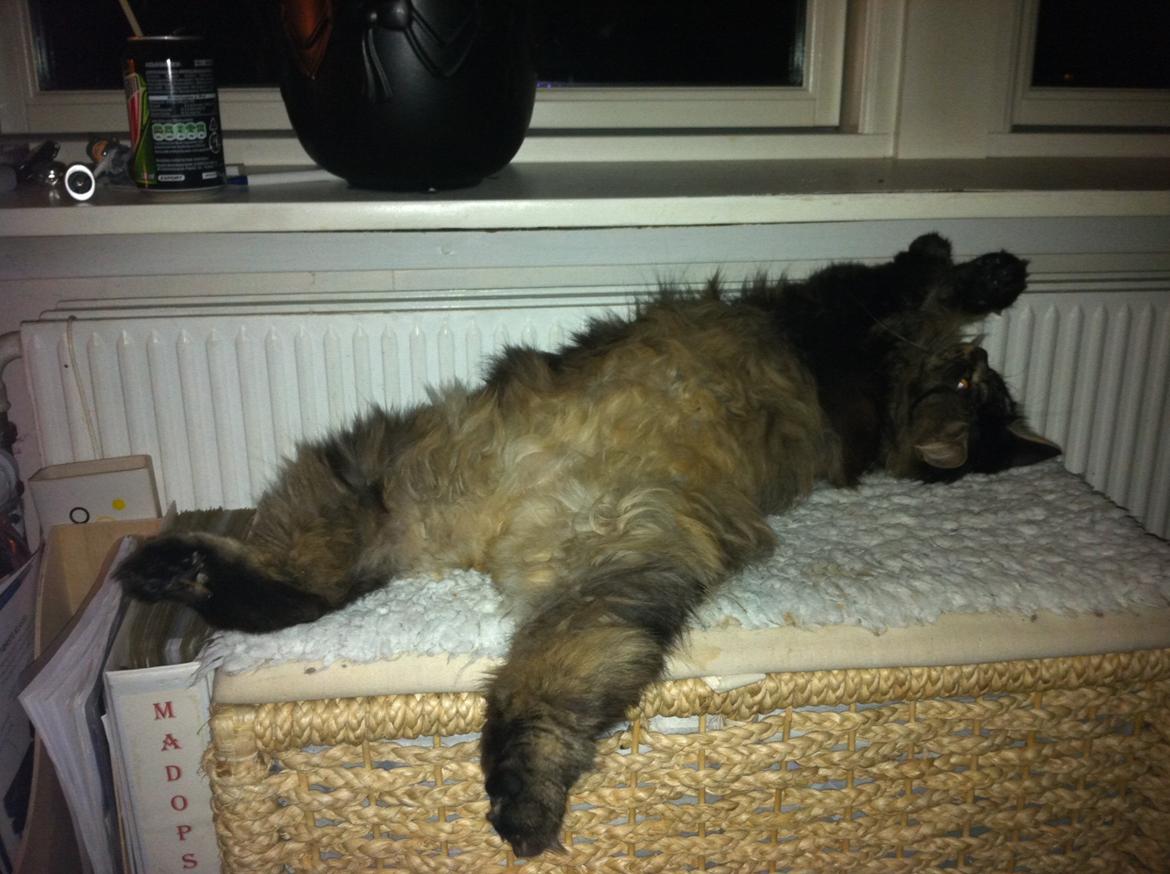 diverse af mine dejlige søde kælne nogle gange irriterende katte*GG - cheyenne som er min søsters.. desværre uden hale efter biluheld:-(  billede 1