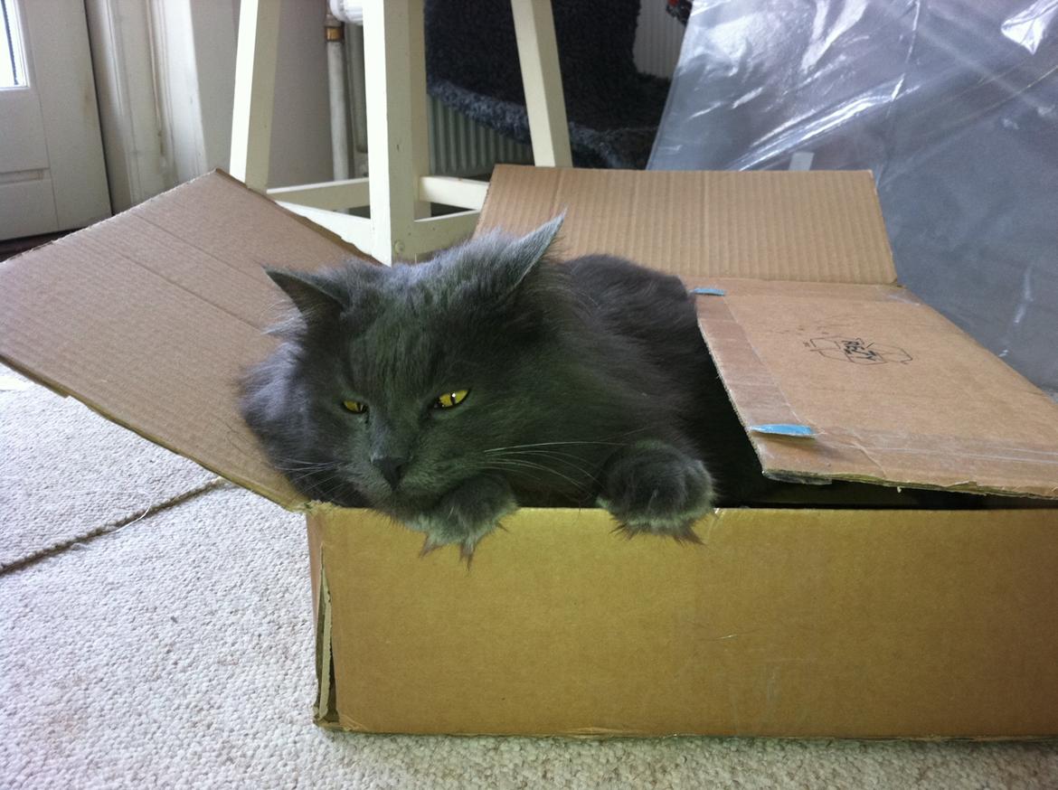 diverse af mine dejlige søde kælne nogle gange irriterende katte*GG - ace som osse er min søsters . store snakkende legebarn :-) billede 2