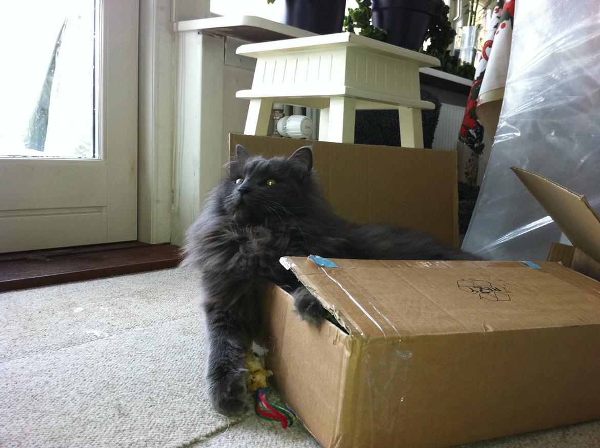 diverse af mine dejlige søde kælne nogle gange irriterende katte*GG billede 3