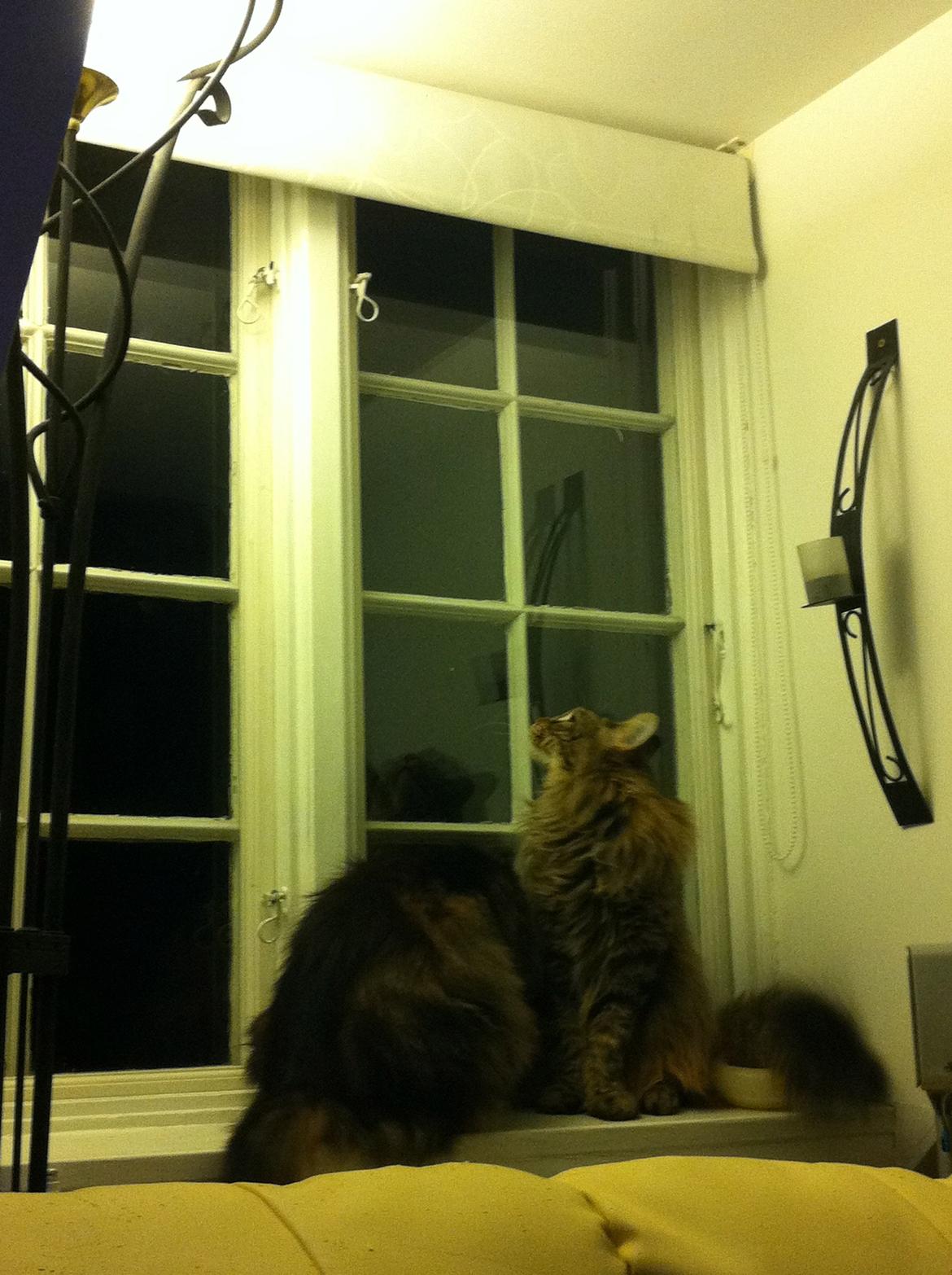 diverse af mine dejlige søde kælne nogle gange irriterende katte*GG billede 4