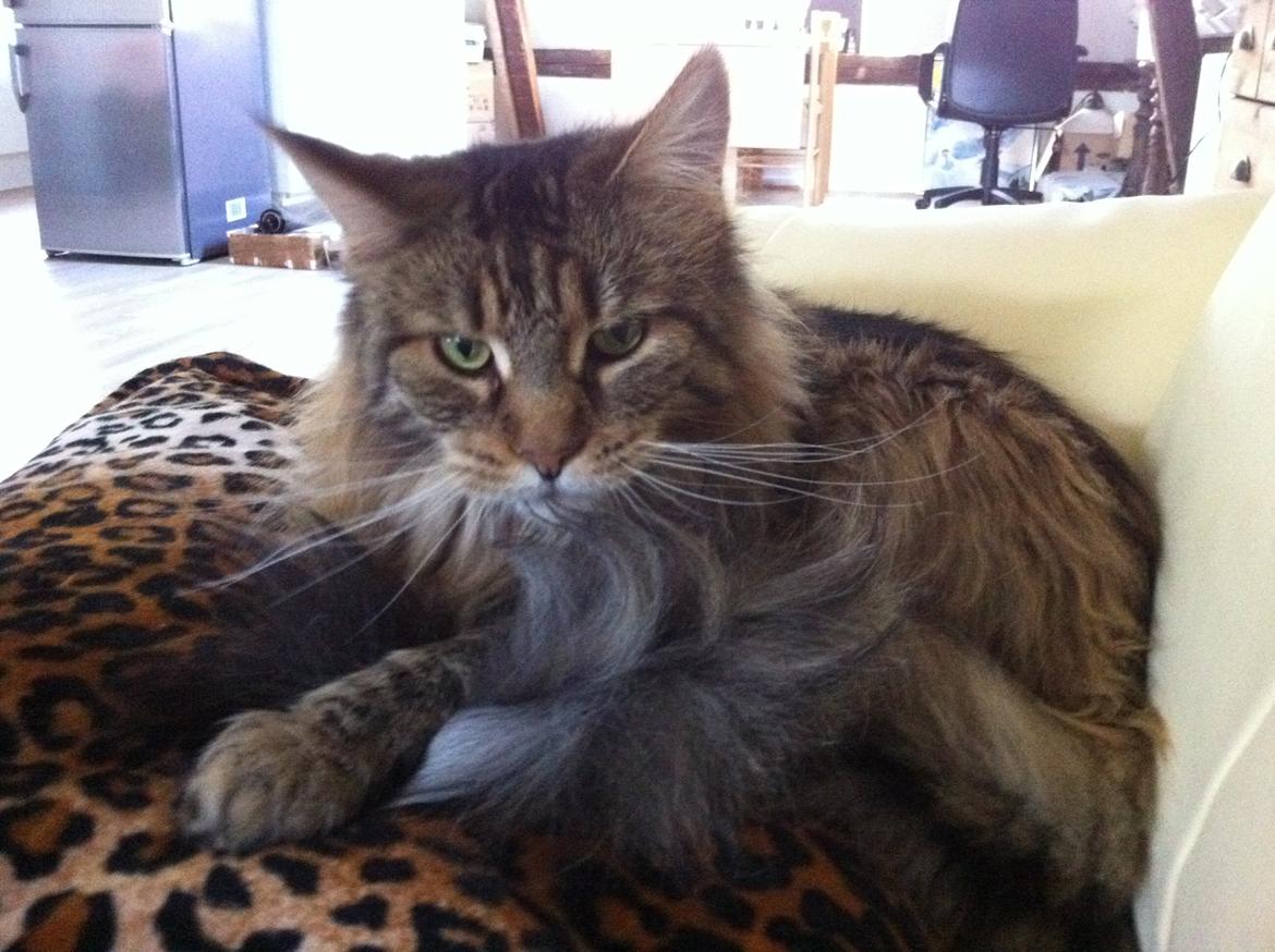 diverse af mine dejlige søde kælne nogle gange irriterende katte*GG - dette er så en af mine som er money og er main coon billede 5