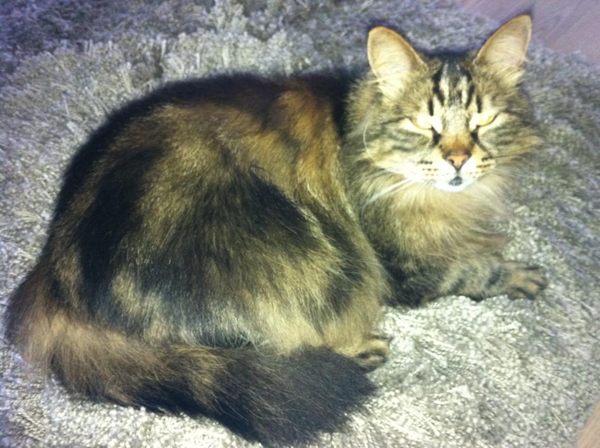 diverse af mine dejlige søde kælne nogle gange irriterende katte*GG - dette er dina min anden kat osse den tykkeste af de to hehe.. hun er norsk skovkat billede 6