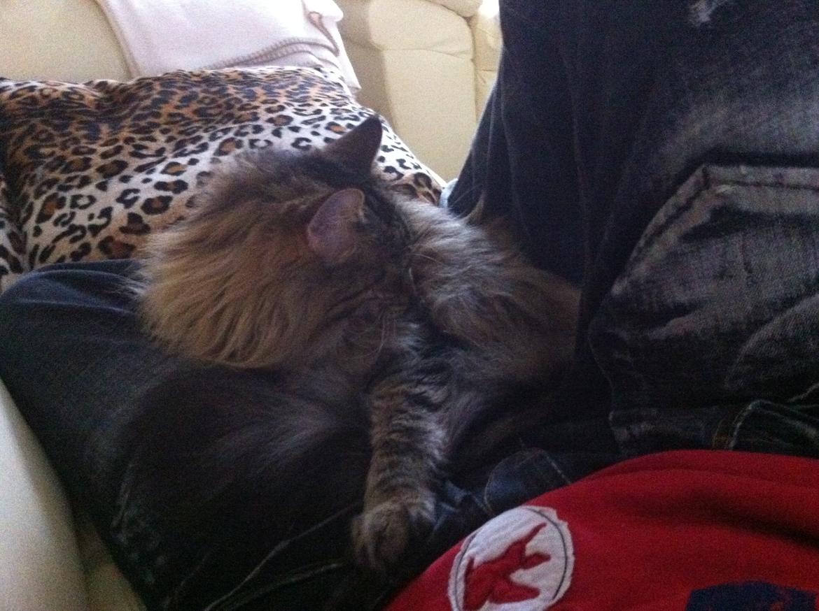 diverse af mine dejlige søde kælne nogle gange irriterende katte*GG billede 7