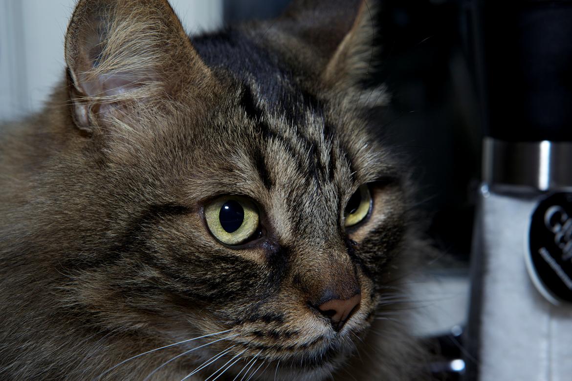 diverse af mine dejlige søde kælne nogle gange irriterende katte*GG billede 8