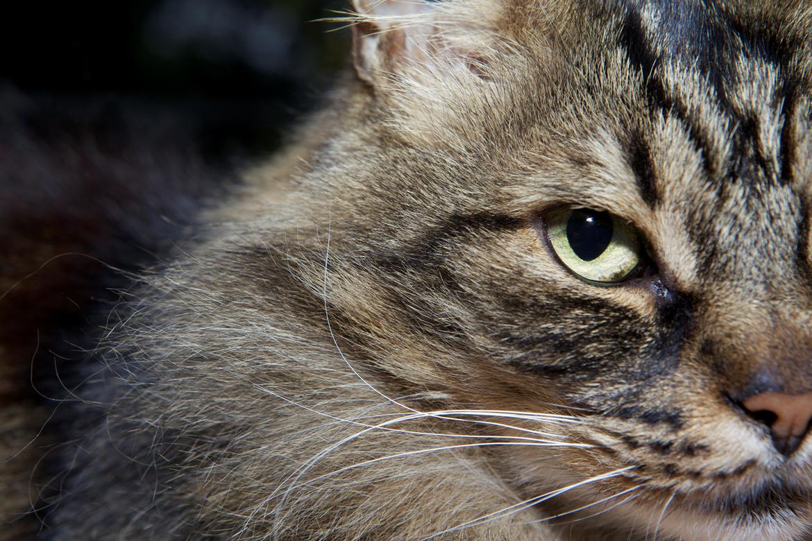 diverse af mine dejlige søde kælne nogle gange irriterende katte*GG billede 9