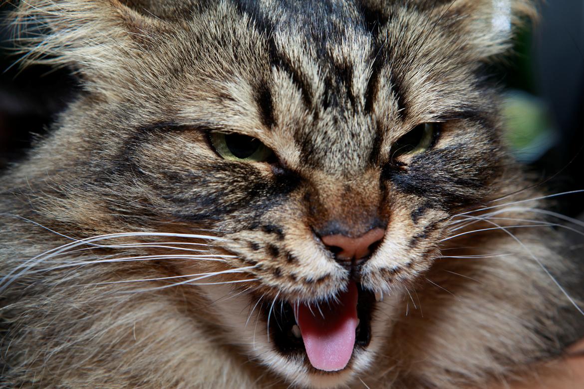 diverse af mine dejlige søde kælne nogle gange irriterende katte*GG - total tøsesur overr at være model hehe:) billede 10