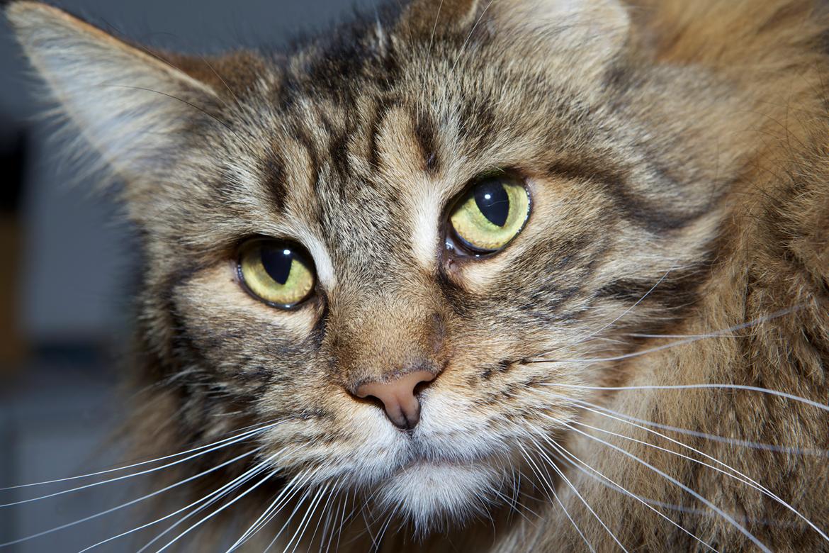 diverse af mine dejlige søde kælne nogle gange irriterende katte*GG billede 11