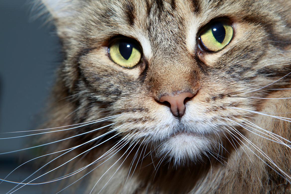 diverse af mine dejlige søde kælne nogle gange irriterende katte*GG - money close up billede 12