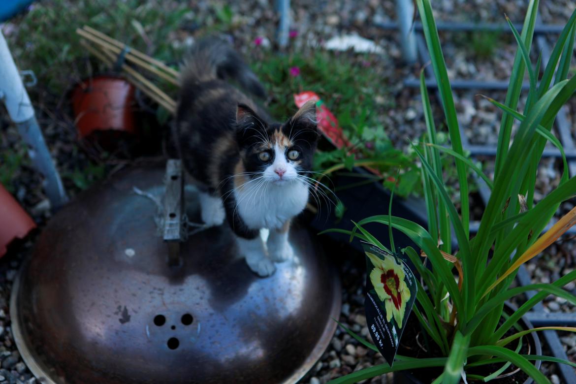 diverse af mine dejlige søde kælne nogle gange irriterende katte*GG billede 14