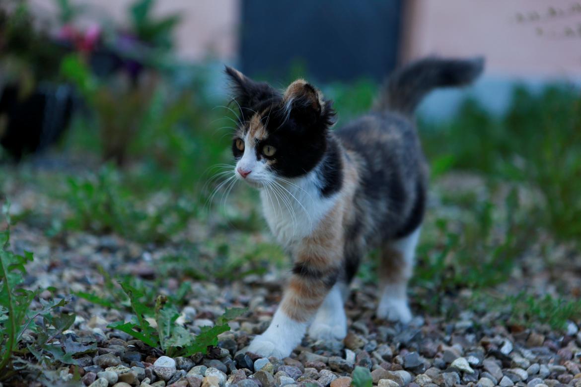 diverse af mine dejlige søde kælne nogle gange irriterende katte*GG - elskede papaya (put put) verdens dejligste lille kat med verdens største sjæl og kærlighed. savner dig . blev taget sidste år i december. will never forget you billede 13