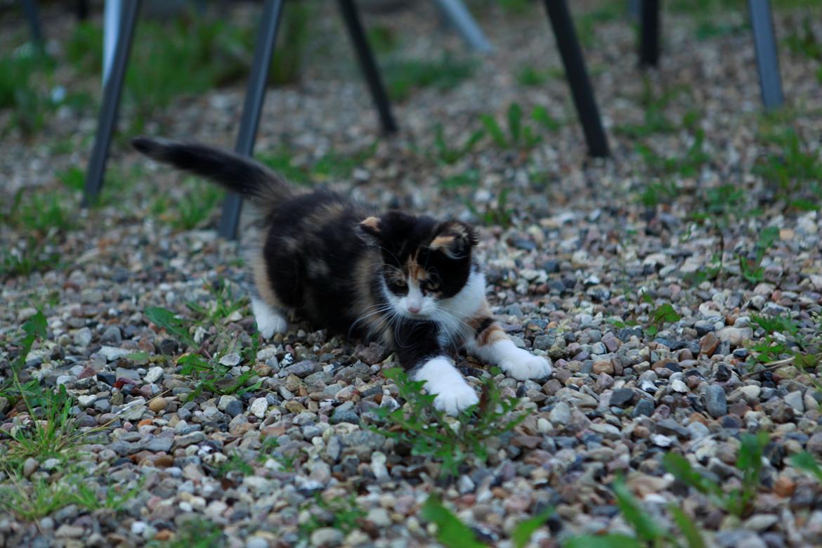 diverse af mine dejlige søde kælne nogle gange irriterende katte*GG billede 15