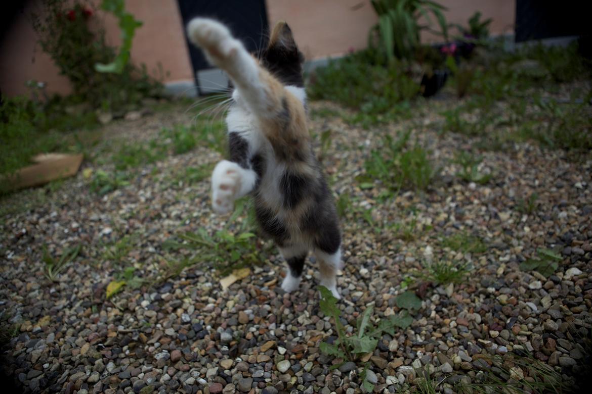 diverse af mine dejlige søde kælne nogle gange irriterende katte*GG billede 16