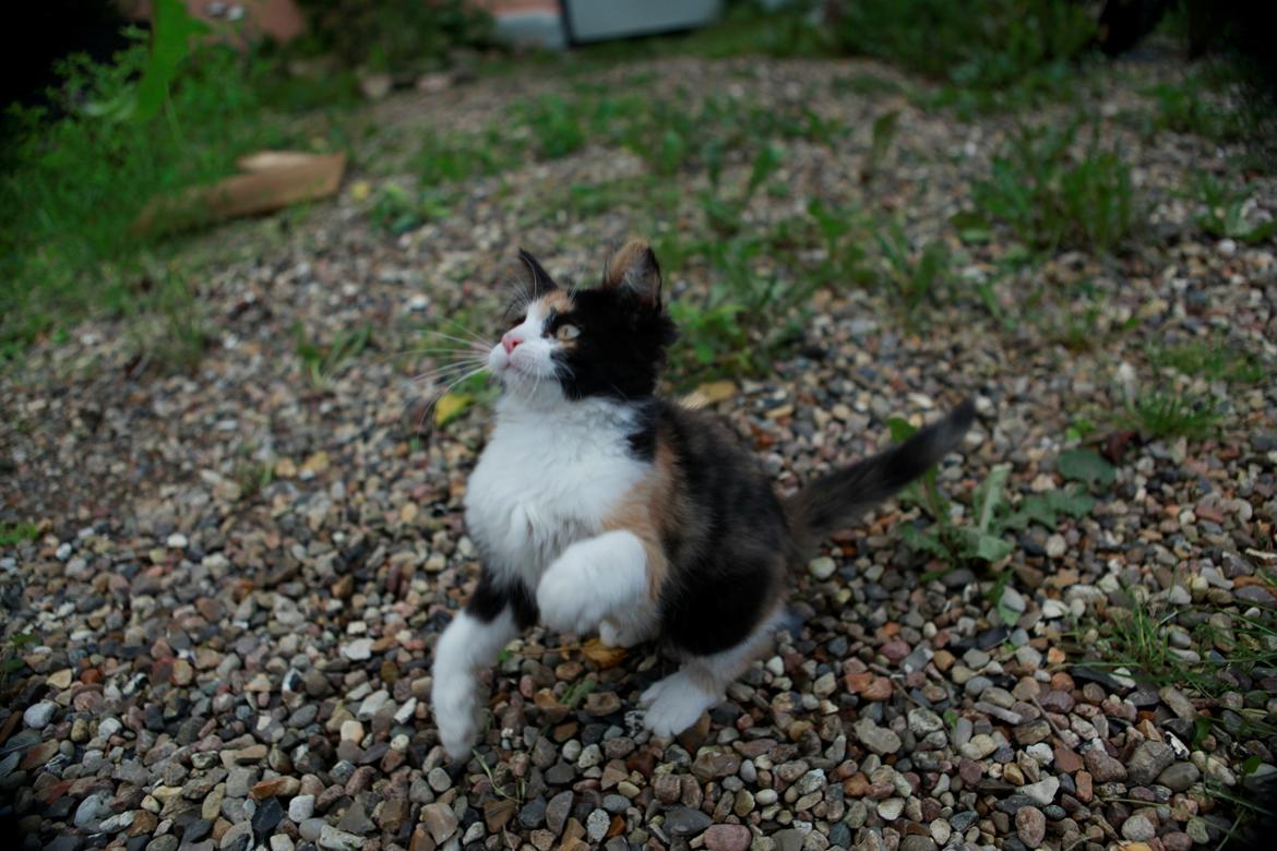 diverse af mine dejlige søde kælne nogle gange irriterende katte*GG billede 17