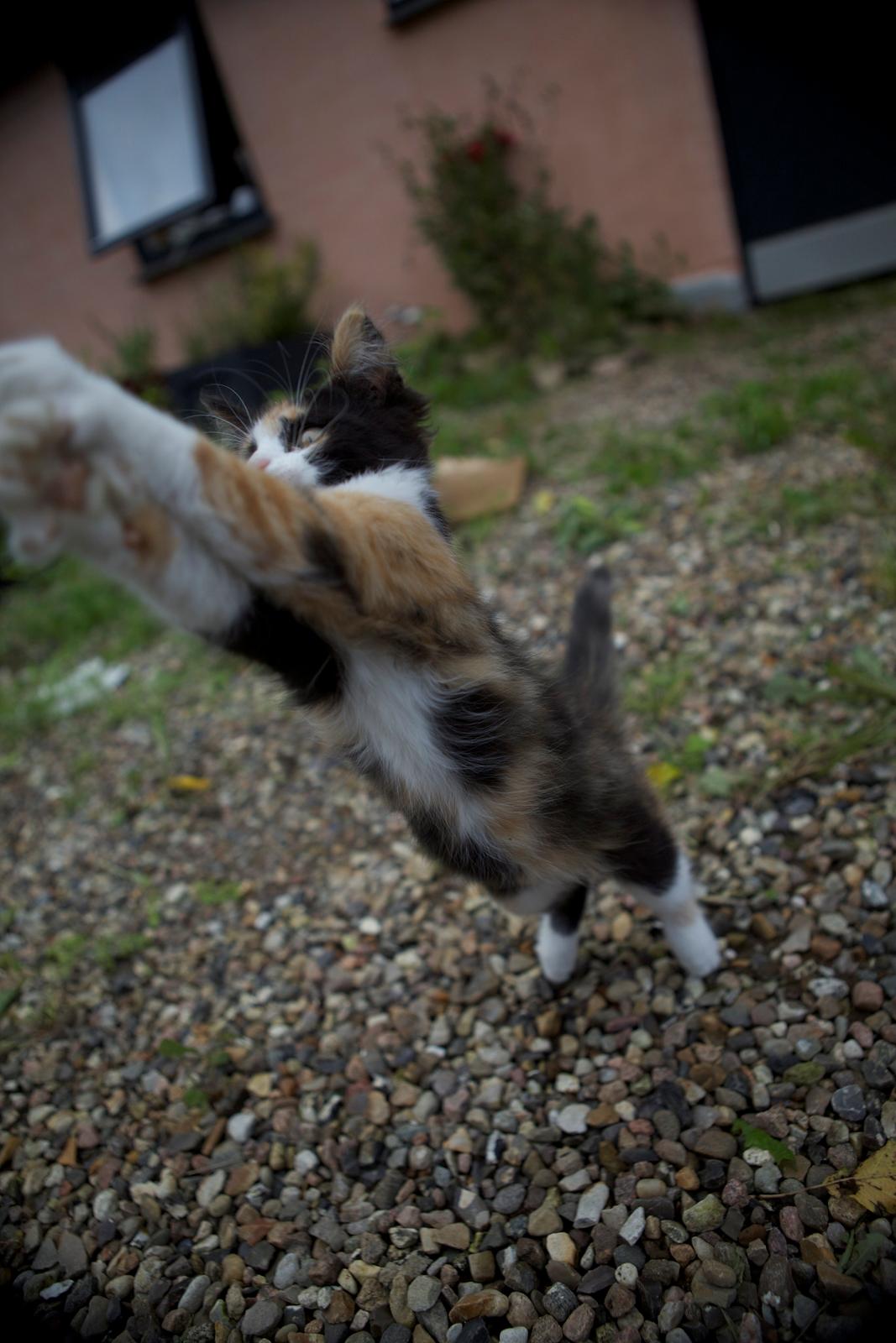 diverse af mine dejlige søde kælne nogle gange irriterende katte*GG billede 18