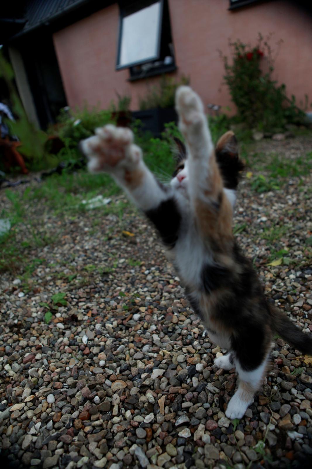 diverse af mine dejlige søde kælne nogle gange irriterende katte*GG billede 19