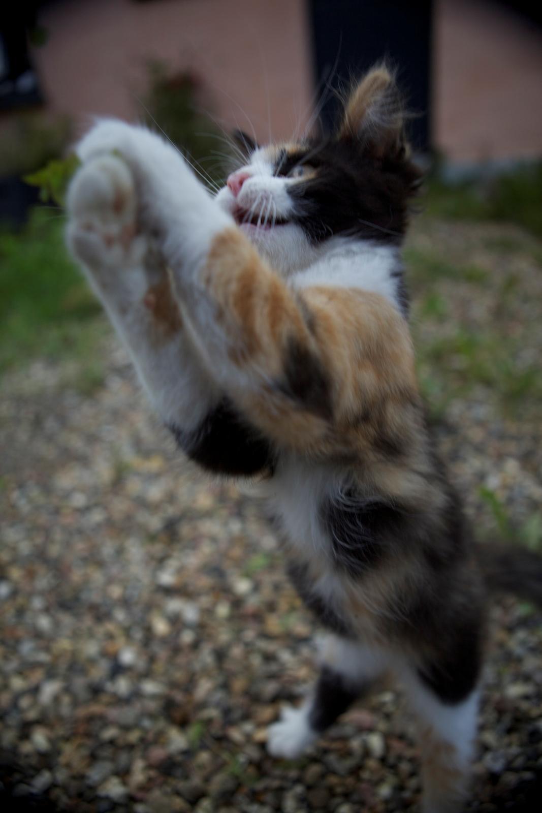 diverse af mine dejlige søde kælne nogle gange irriterende katte*GG billede 20