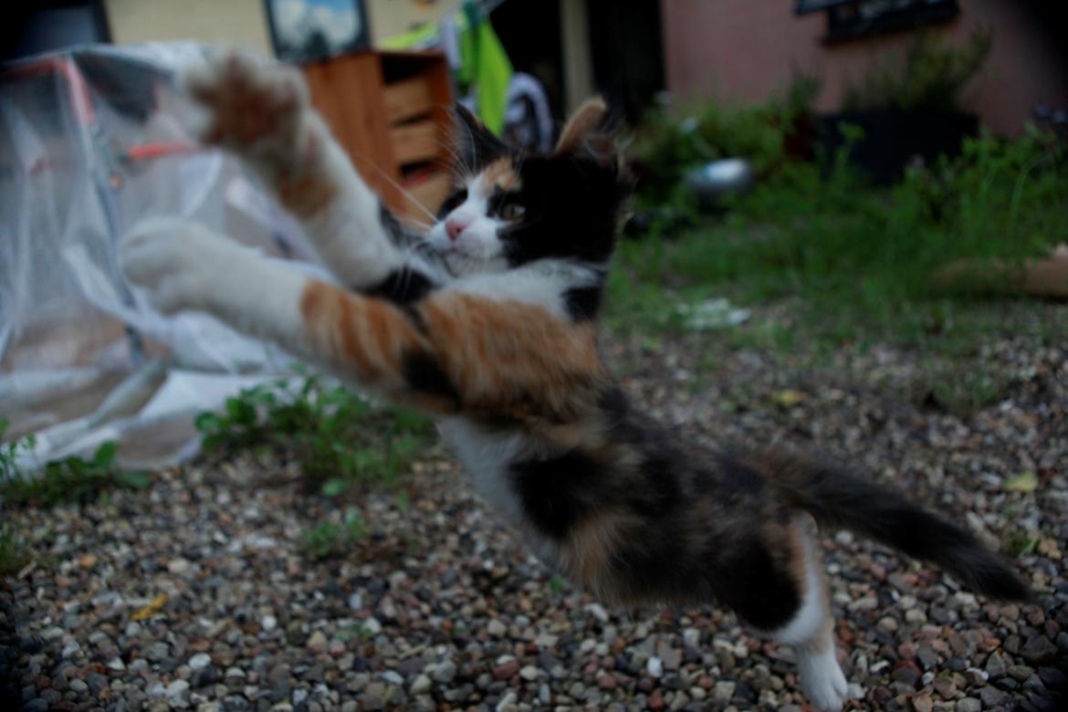 diverse af mine dejlige søde kælne nogle gange irriterende katte*GG billede 21