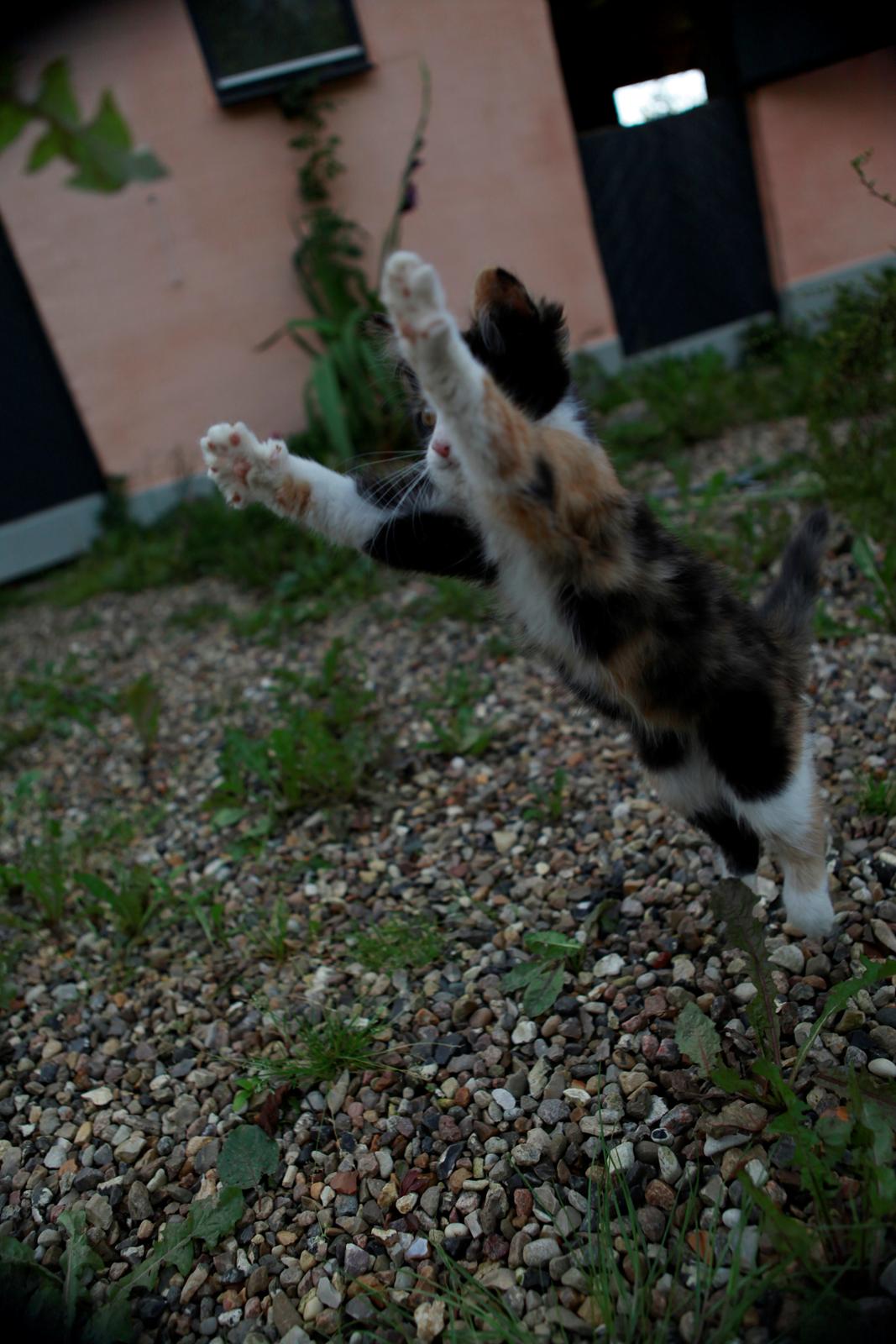 diverse af mine dejlige søde kælne nogle gange irriterende katte*GG billede 22