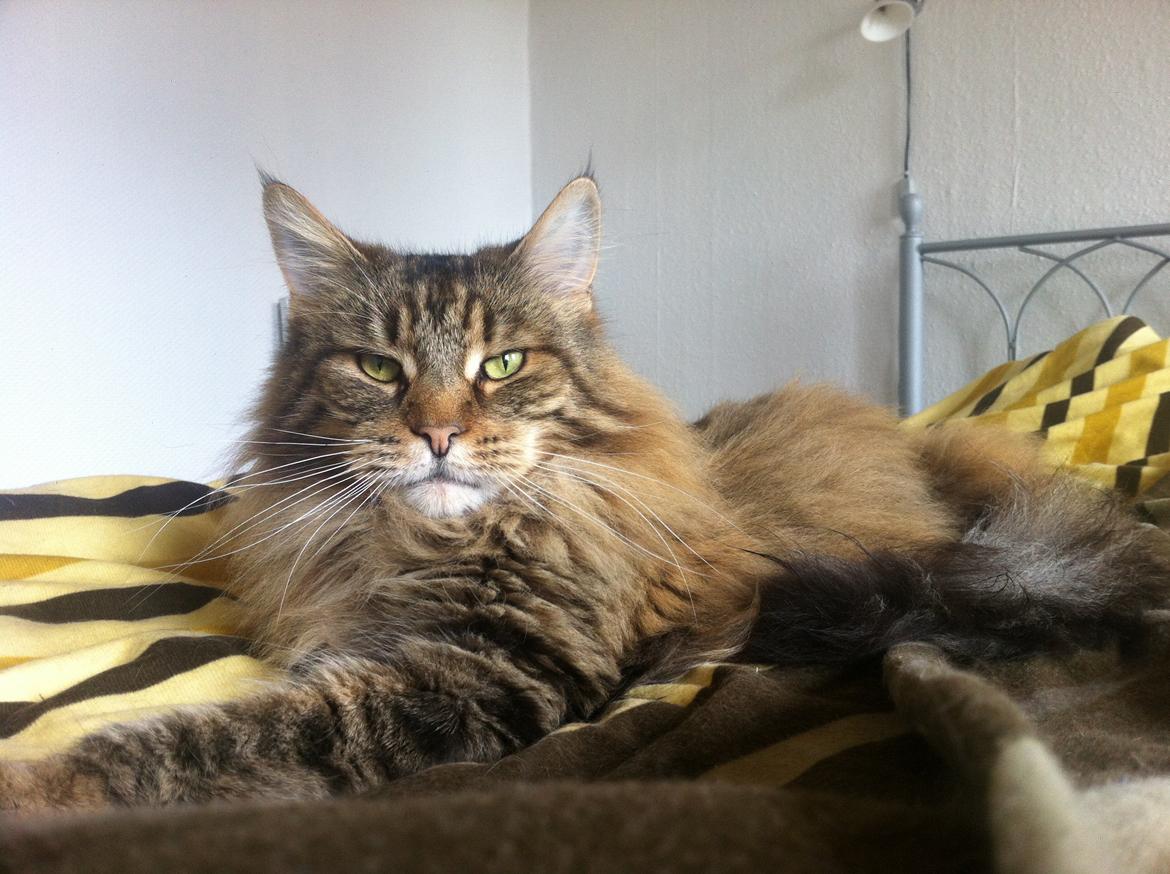 diverse af mine dejlige søde kælne nogle gange irriterende katte*GG - min egen lille eller store model løve:-) billede 23