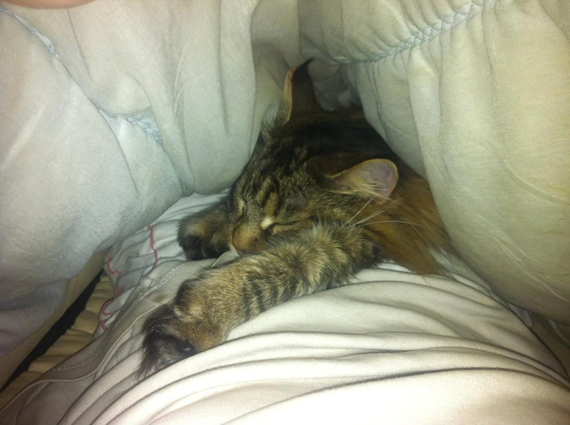 diverse af mine dejlige søde kælne nogle gange irriterende katte*GG - putter under fars dyne:-) billede 24