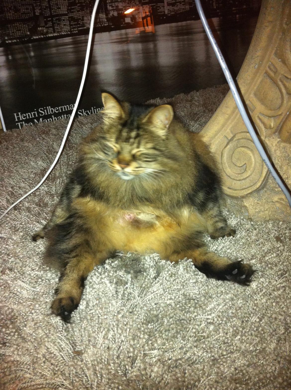 diverse af mine dejlige søde kælne nogle gange irriterende katte*GG billede 25