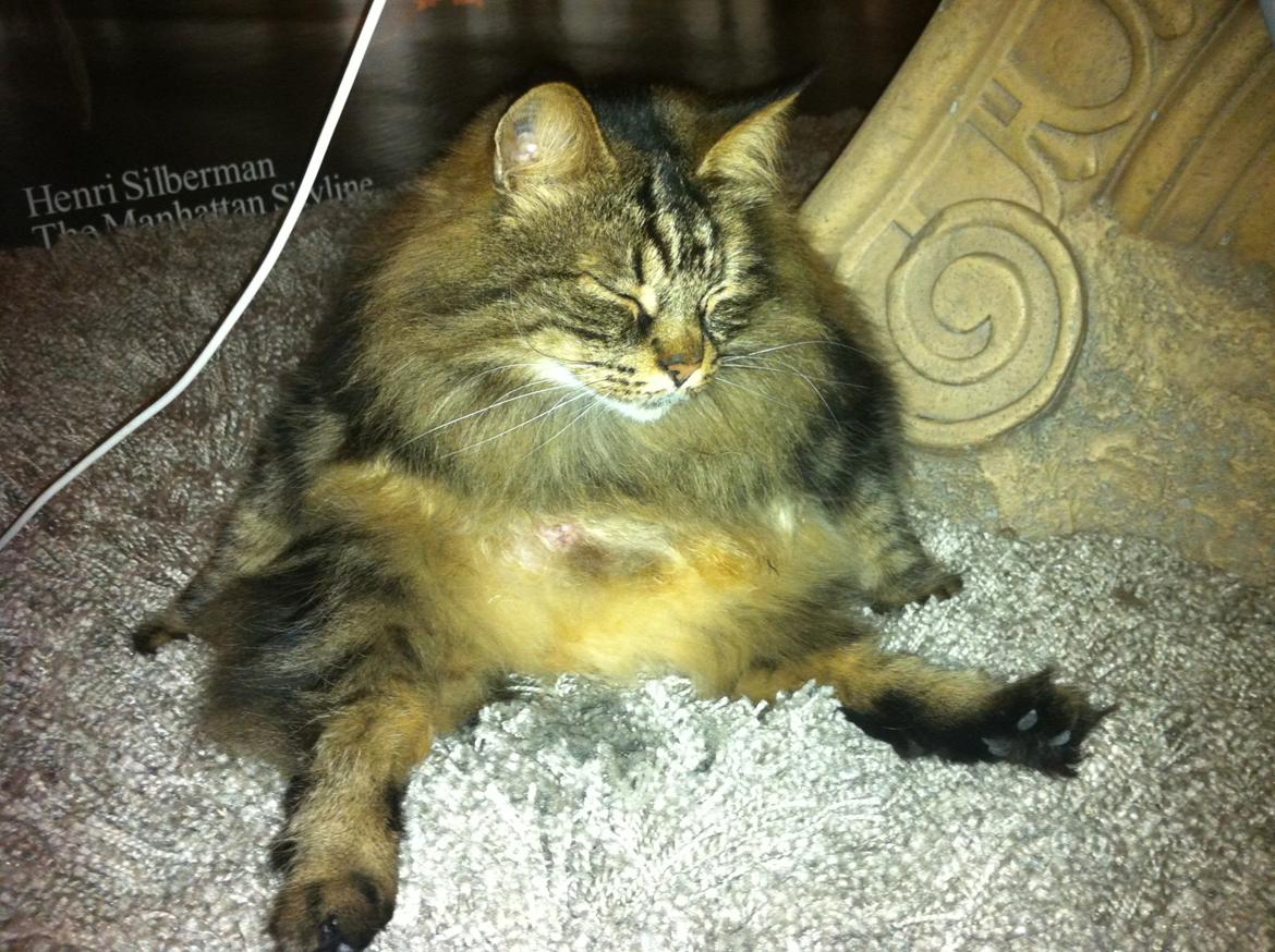 diverse af mine dejlige søde kælne nogle gange irriterende katte*GG - billedet siger vidst sig selv.. men sådan sover dina nogle gange:) billede 26