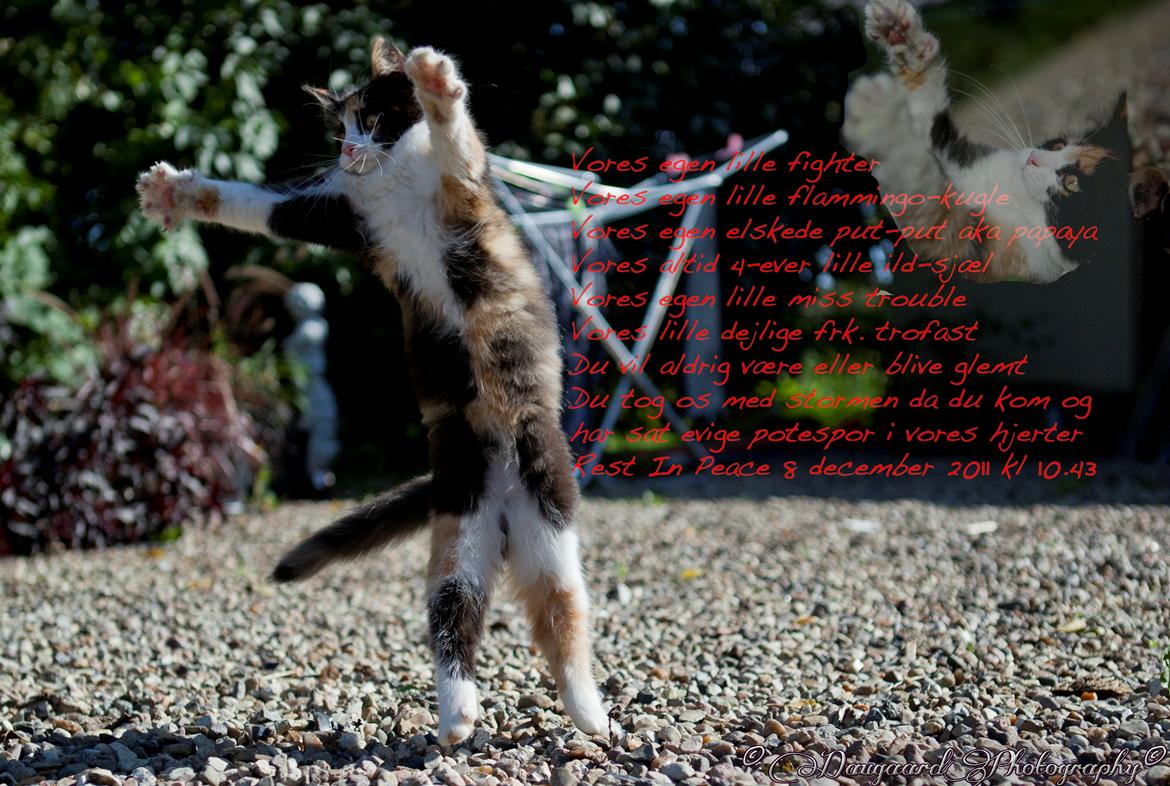 diverse af mine dejlige søde kælne nogle gange irriterende katte*GG billede 27