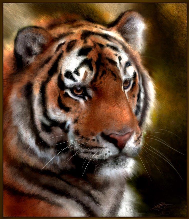Mine dyretegninger - Eye of the tiger. Tegnet i Photoshop elements 02. billede 4