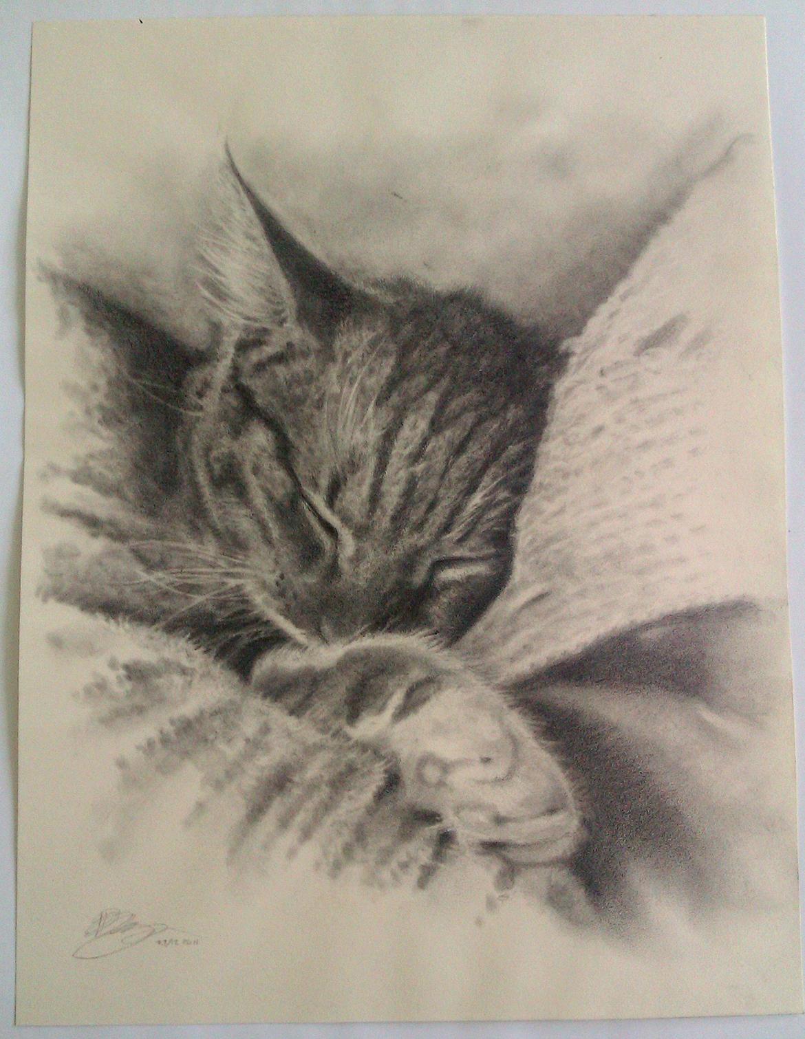 Mine dyretegninger - Mimi, lavet i gave. Blyant og kul på tonet papir. billede 2
