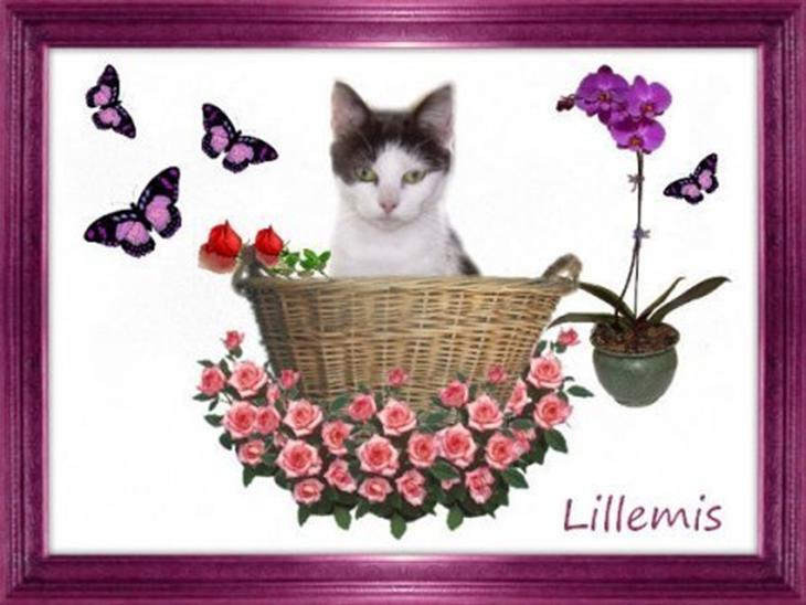 {{currentPhoto.altText}} billede {{currentPhoto.number}}