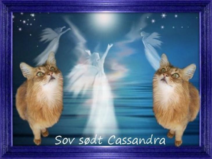 privat escort ser bare damer privat escort ser bare damer